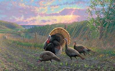 MICHAEL SIEVE 28X17 Secondary Market Art: "GOLDEN FAN CLUB TURKEY"
