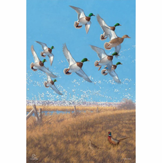 MIchael Sieve Ducks Unlimited 24x36 Gallery Wrapped Canvas Art:"Courtship Flight - Mallard"
