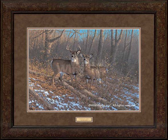 Michael Sieve Framed Art Print:"Morning Sun-Whitetail Deer"