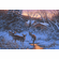 Michael Sieve Limited Edition Giclee Print:"Evening Light�Whitetail Deer"