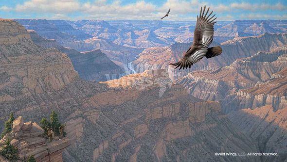 Michael Sieve Limited Edition Premiere Canvas Giclee:"Bright Angel - Condor"