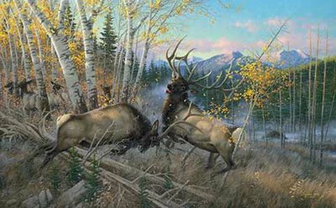 Michael Sieve Print-Signed and Numbered:"Battling Bulls- Elk"