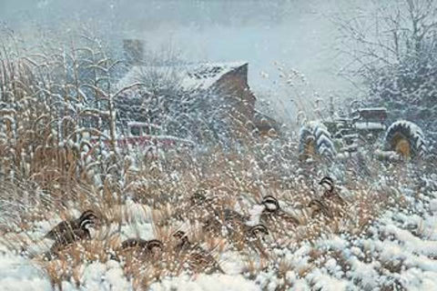 Michael Sieve Print-Signed and Numbered:"Hunkered Down Bobwhite Quail S/N Print"