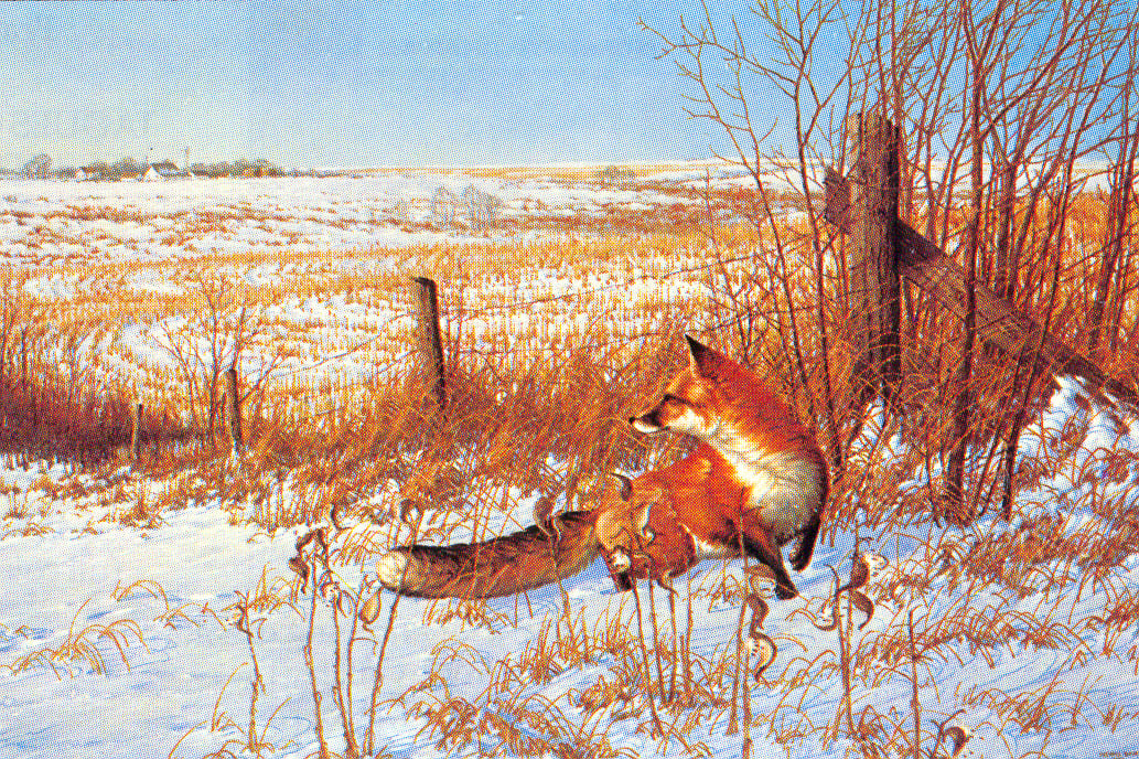 MICHAEL SIEVE  Secondary Market Art: "DECEMBER SNOWFALL FOX"