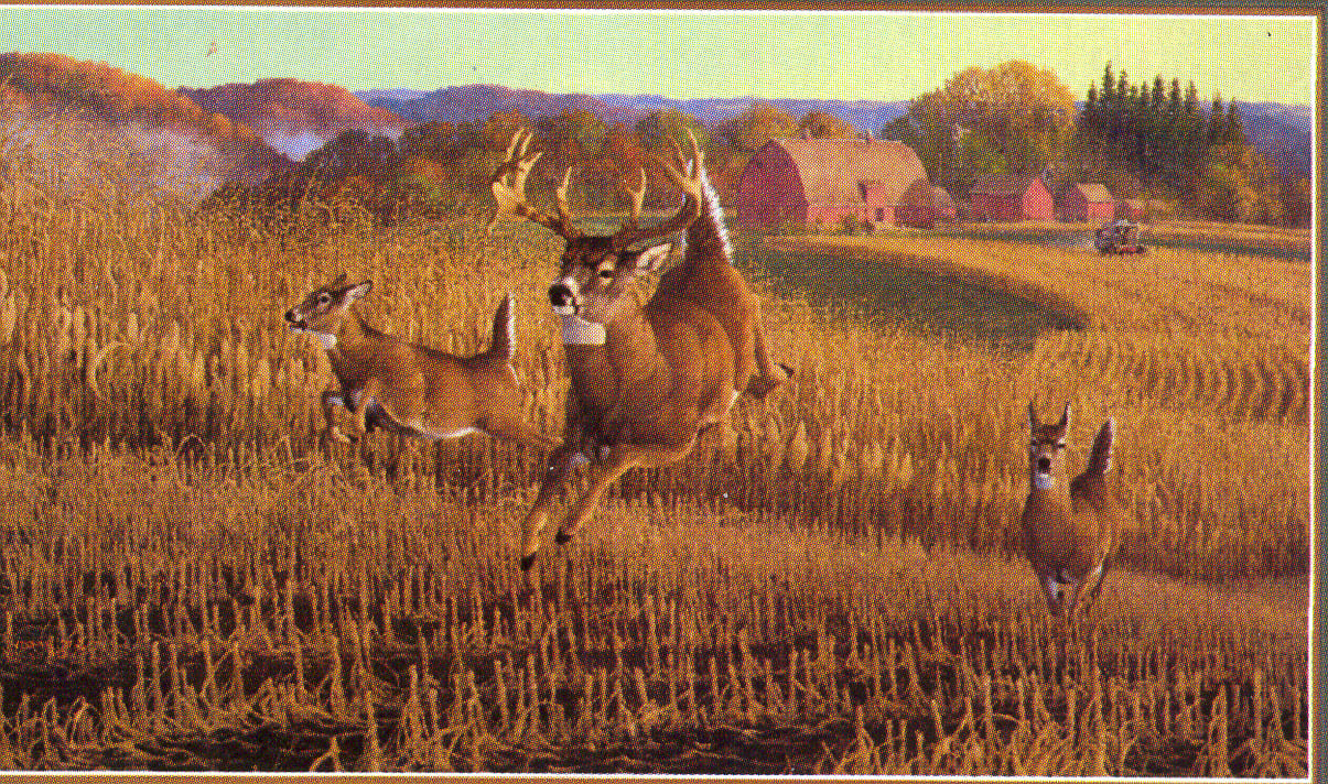 MICHAEL SIEVE  Secondary Market Art: "FIRST ROUND WHITETAIL"