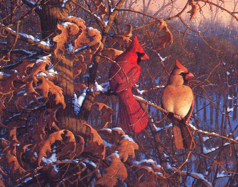 MICHAEL SIEVE  Secondary Market Art: "WINTER FLAME CARDINALS"