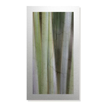 MJ Lew Limited Edition Ready to Hang Giclee on Brushed Aluminum: "Hidden Bamboo II"