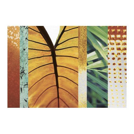 MJ Lew Limited Edition Ready to Hang Giclee on Brushed Aluminum: "Rainforest Zen I"
