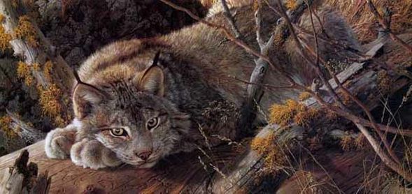 Carl Brenders Artist Signed and Numbered Limited Edition Canvas Giclee:"Take Five – Canada Lynx"
