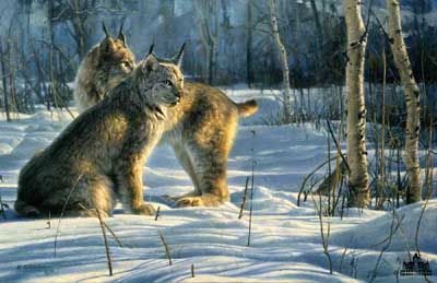 NANCY GLAZIER 20X32 Secondary Market Art: "LYNX LIGHT"