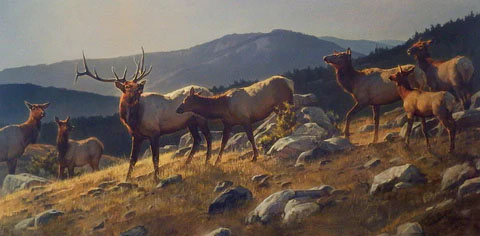 Nancy Glazier Print-Signed and Numbered:"High Country Elk"