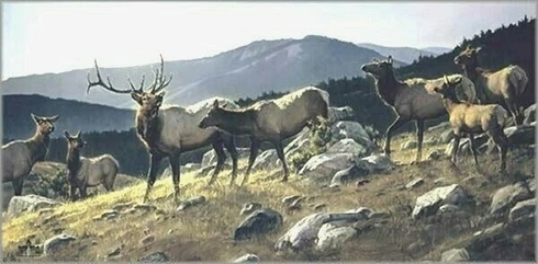 Nancy Glazier Signed Numbered Enhanced Artist Proof Canvas: "High Country - Elk" Nancy Glazier Signed Numbered Enhanced Artist Proof Canvas: "High Country - Elk"