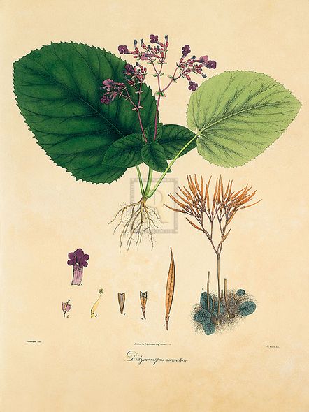 Nathaniel Wallich Hand Numbered Limited Edition Print on Paper :"East Indian Plants I"