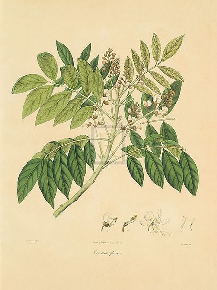 Nathaniel Wallich Hand Numbered Limited Edition Print on Paper :"East Indian Plants II"