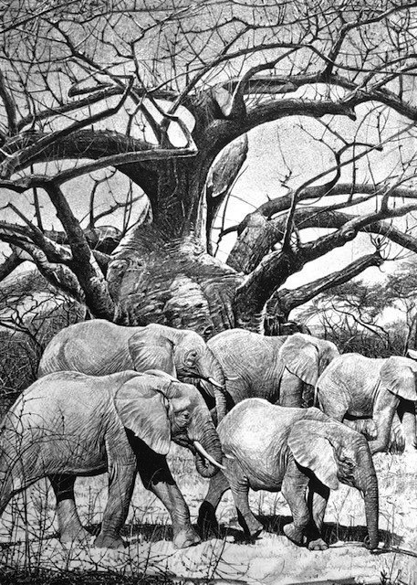 Nick Wilson Signed by the Artist Limited Edition Paper Lithograph:"Elephants and the Baobab Tree"