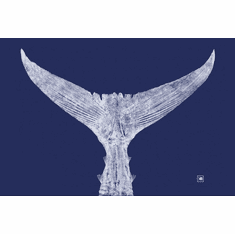 Nicole Salva Artist Signed Fine Art Canvas Giclee:"Atlantic Bluefin Tuna"