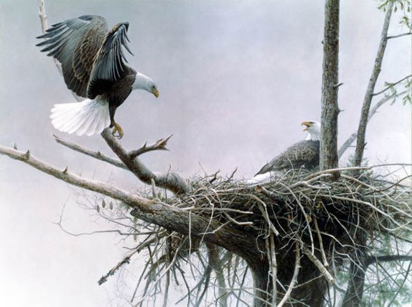 Robert Bateman Artist Hand Signed Limited Edition Canvas Giclee:"Return Bald Eagle Pair"