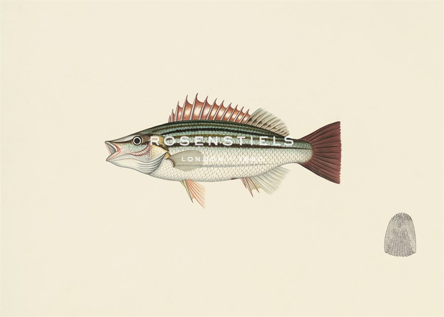 Oriental School Hand Numbered Limited Edition Print on Paper :"Fish Study in Green and Brown"