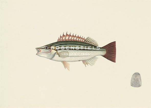 Oriental School Hand Numbered Limited Edition Print on Paper :"Fish Study in Green and Brown"