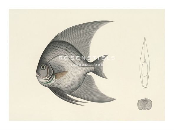 Oriental School Hand Numbered Limited Edition Print on Paper :"Fish Study in Grey"