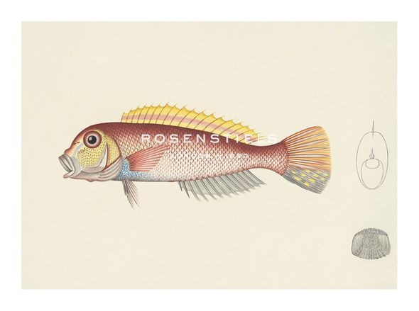 Oriental School Hand Numbered Limited Edition Print on Paper :"Fish Study in Red and Yellow"