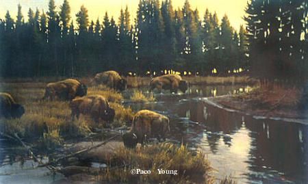 PACO YOUNG 30X48 Secondary Market Art: "YELLOWSTONE XING GCNV"