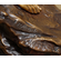 Paul Aichele Handcrafted Solid Bronze Sculpture:"Diane Nude"