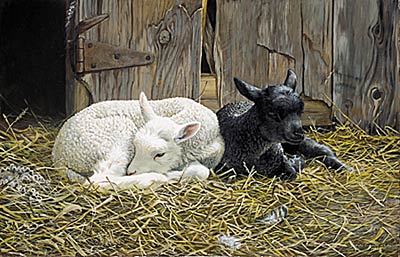 Persis C. Weirs Limited Edition Print:"Ebony and Ivory"