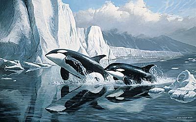 Persis C. Weirs Limited Edition Print:"Glacier's Edge-Orcas"