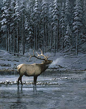 PERSIS CLAYTON WEIRS 23X18 Secondary Market Art: "LONESOME BULL ELK"