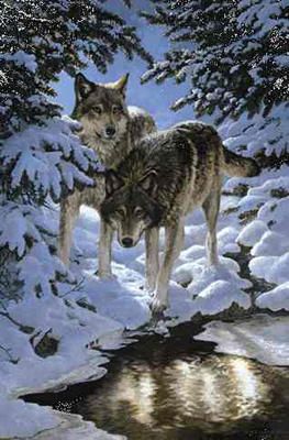 Persis Clayton Weirs Limited Edition Print: "Icy Dawn-Gray Wolves"