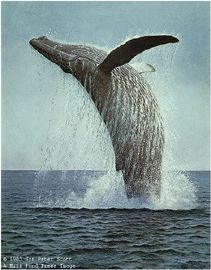 Peter Scott Limited Edition Paper Print:"Pegasus - Humpback Whale"