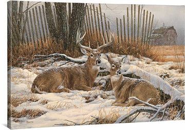 Rosemary Millette 24X36 Gallery Wrapped Canvas:"Windbreak Refuge—Whitetail Deer"