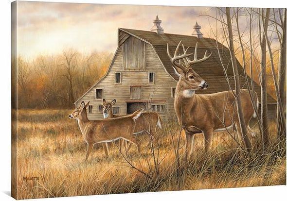 Rosemary Millette 24X36 Gallery Wrapped Canvas:" Deserted Farmstead—Whitetail Deer"