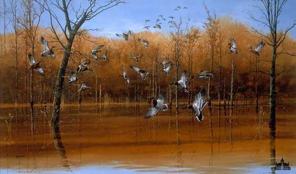 Phillip Crowe Limited Edition Paper Print : " Green Timber Mallards "