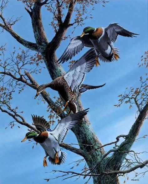 Phillip Crowe Limited Edition Paper Print : " Greenwood Traffic Jam "