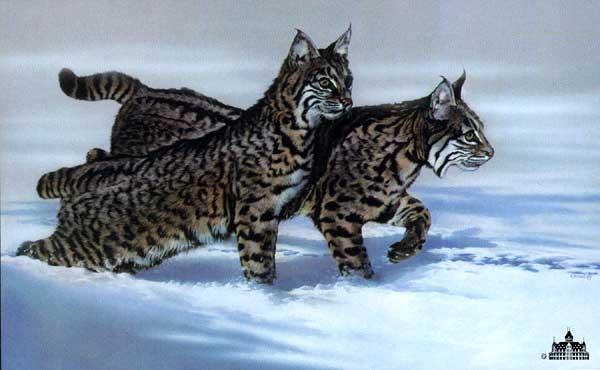 Phillip Crowe Limited Edition Paper Print : " Snow Hunters "