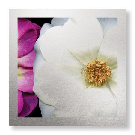 Pip Bloomfield Limited Edition Ready to Hang Giclee on Brushed Aluminum: "Garden Roses"