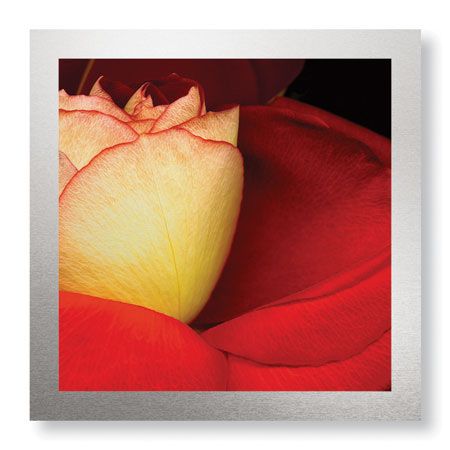 Pip Bloomfield Limited Edition Ready to Hang Giclee on Brushed Aluminum: "Red Rose"