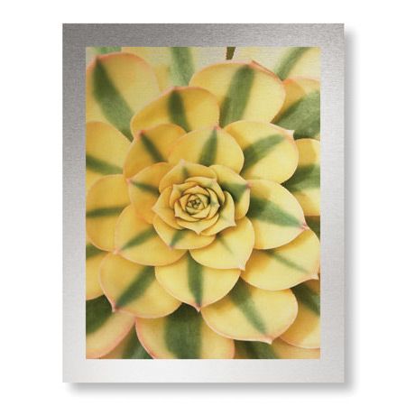 Pip Bloomfield Limited Edition Ready to Hang Giclee on Brushed Aluminum: "Sunburst"