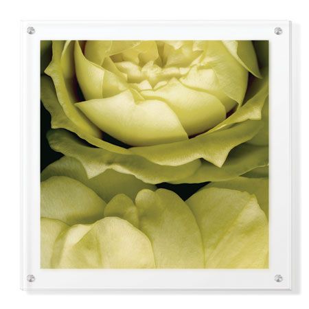 Pip Bloomfield Limited Edition Ready to Hang Giclee on Clear Acrylic: "Buzzys Roses"