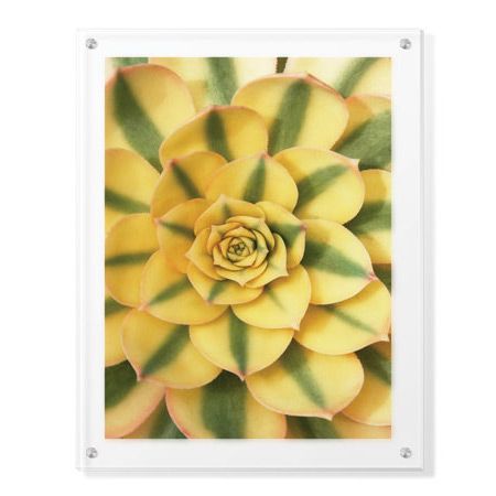 Pip Bloomfield Limited Edition Ready to Hang Giclee on Clear Acrylic: "Sunburst"