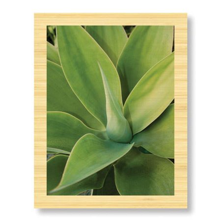 Pip Bloomfield Limited Edition Ready to Hang Giclee on Sustainable Bamboo: "Agave"