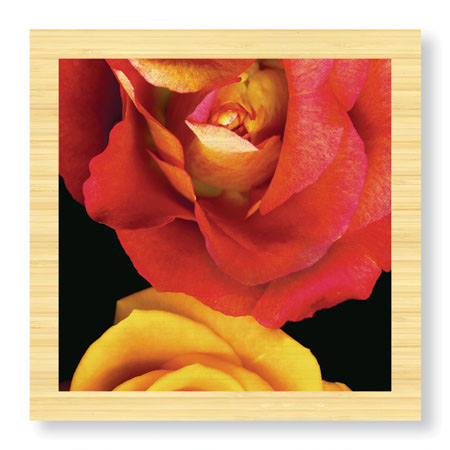 Pip Bloomfield Limited Edition Ready to Hang Giclee on Sustainable Bamboo: "Emmas Roses"