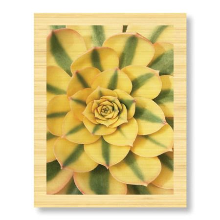 Pip Bloomfield Limited Edition Ready to Hang Giclee on Sustainable Bamboo: "Sunburst"