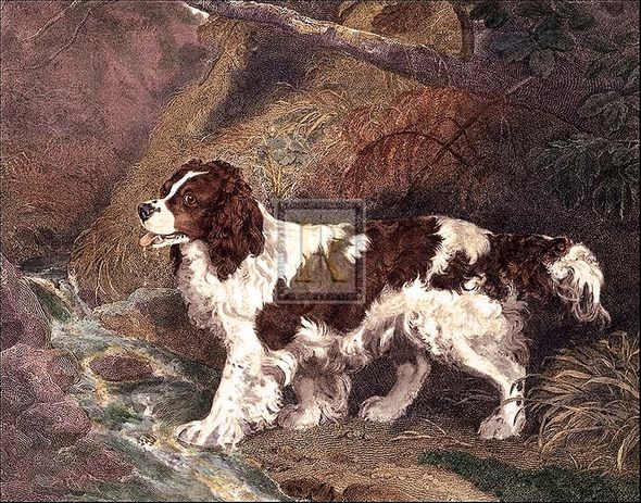 Ramsay Reinagle Artist Hand Colored Copper Plate Printed Atelier Print:"The Spaniel"