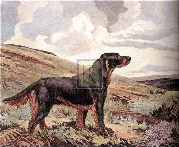 Reuben Ward Binks Artist Hand Colored Copper Plate Printed Atelier Print:"Gordon Setter"