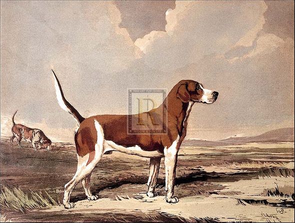 Reuben Ward Binks Artist Hand Colored Copper Plate Printed Atelier Print:"Hound in a Field"