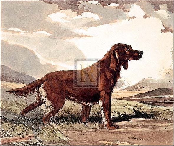 Reuben Ward Binks Artist Hand Colored Copper Plate Printed Atelier Print:"Irish Setter"