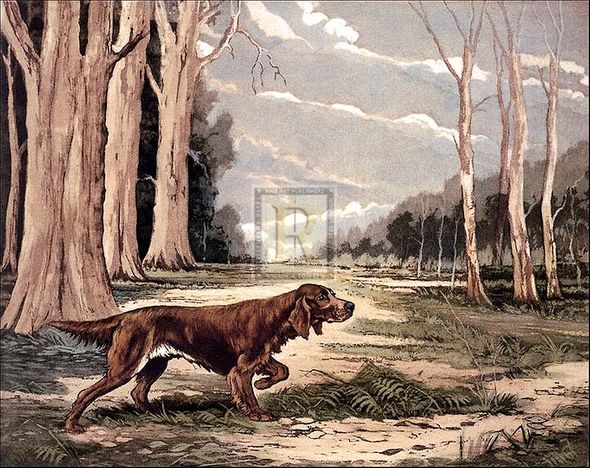 Reuben Ward Binks Artist Hand Colored Copper Plate Printed Atelier Print:"Red Setter"